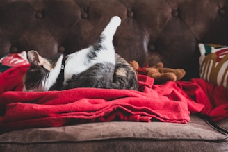 A cat is grooming itself on a brown cushioned sofa. The animal is surrounded by red blankets, and there appears to be a soft toy beside it. The cat seems relaxed in its cozy setting.