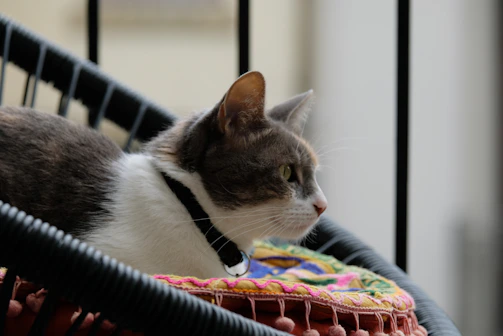 A stylish cat with a vibrant handcrafted collar sitting on a cozy cushion