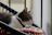 A stylish cat wearing a colorful collar, sitting comfortably on a cozy cushion.