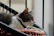 Playful cat wearing a vibrant collar from Amorpata, lounging on a cozy cushion.