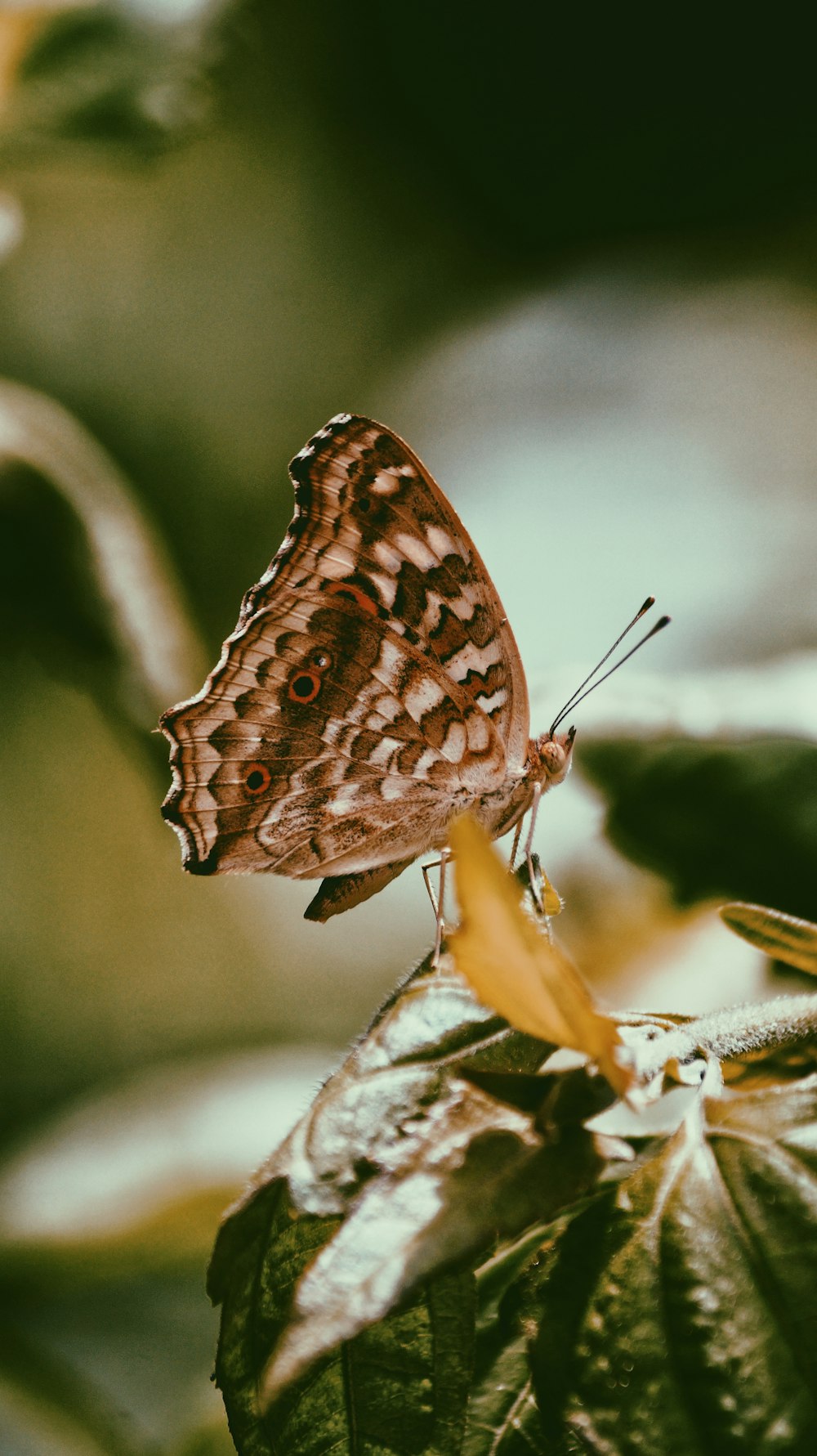 brown and white butterfly perched on green leaf in close up photography during daytime