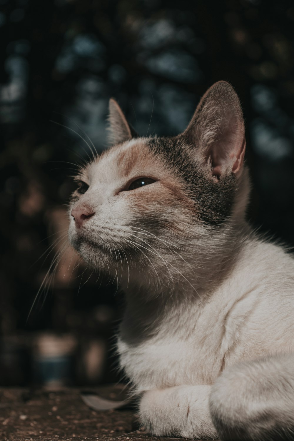 white and brown cat in tilt shift lens