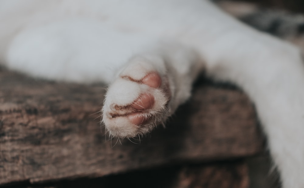 white cat lying on brown wooden surface