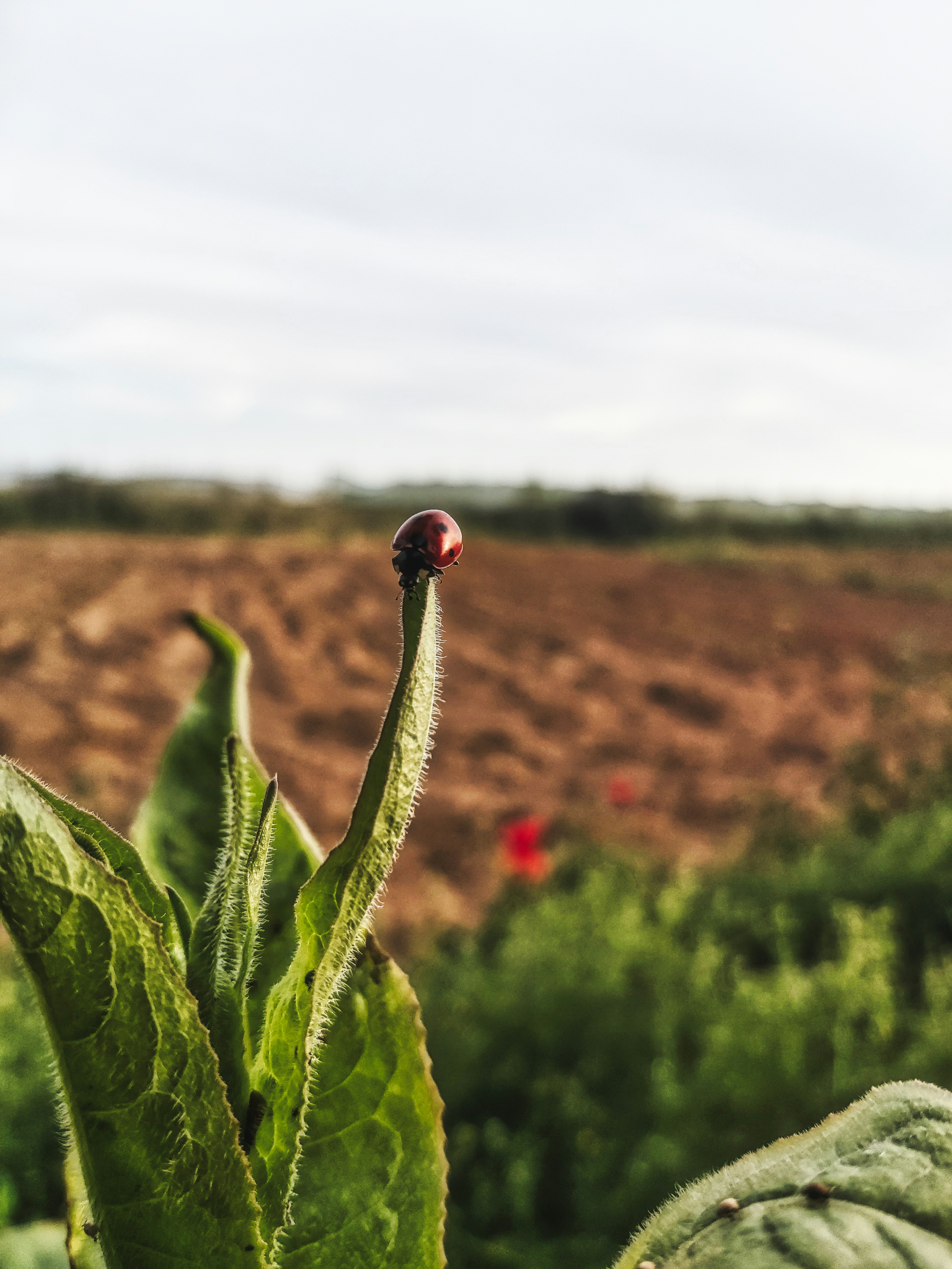 capullo de flor roja en fotografía de primer plano durante el día