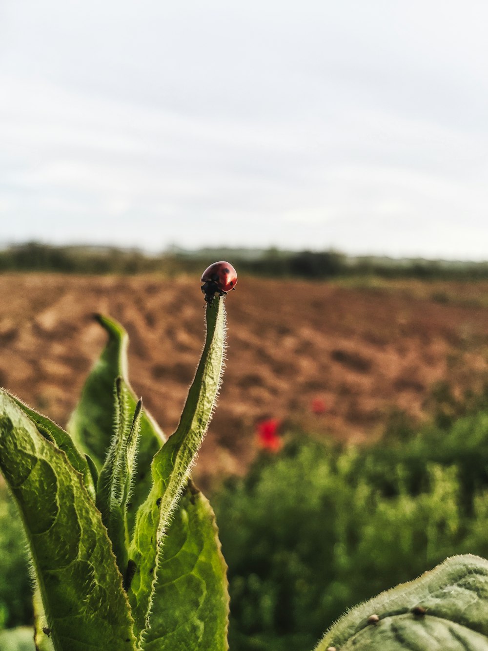 red flower bud in close up photography during daytime