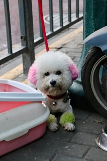 A small poodle with distinct fluffy white fur is sitting on a pavement, adorned with pink ears and green paws. The dog is leashed, next to a pink and white plastic container, by a railing and a scooter tire. A silver bell hangs from its red collar.