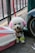 A small poodle with distinct fluffy white fur is sitting on a pavement, adorned with pink ears and green paws. The dog is leashed, next to a pink and white plastic container, by a railing and a scooter tire. A silver bell hangs from its red collar.