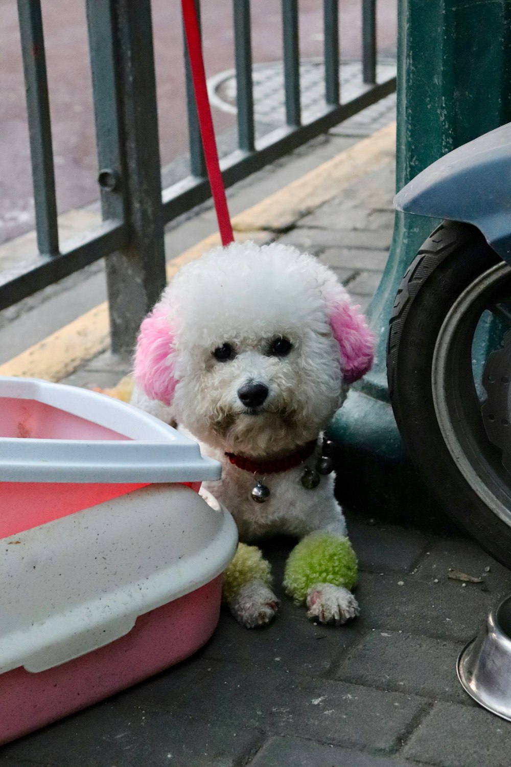 white poodle puppy in pink plastic container