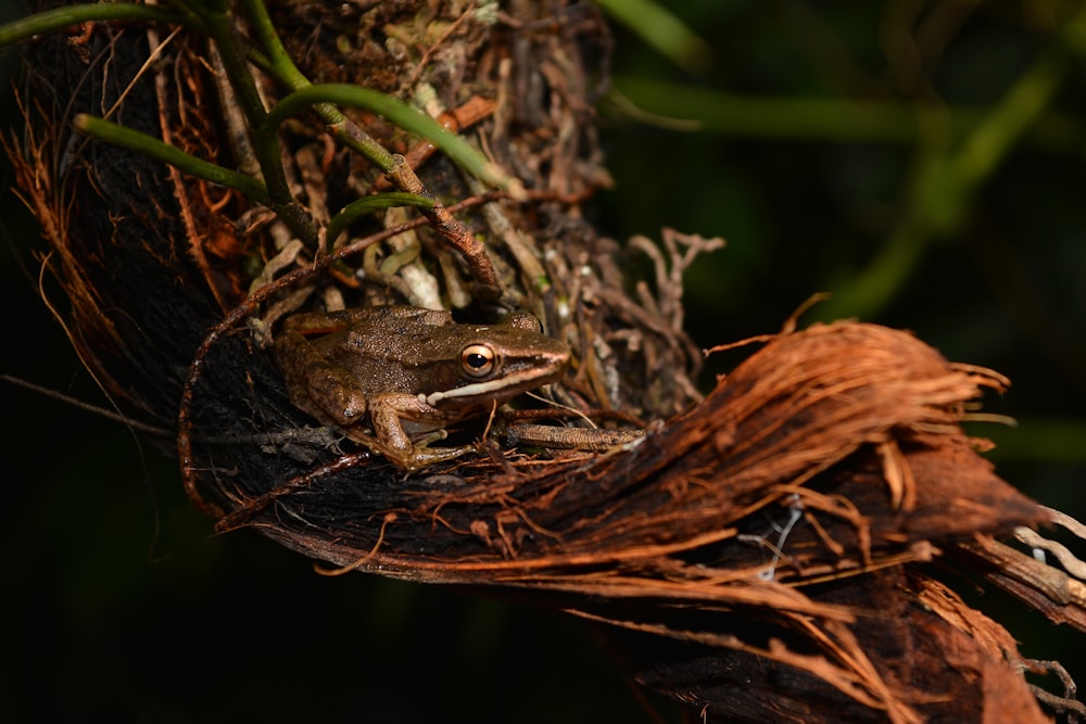 brown frog on brown tree branch