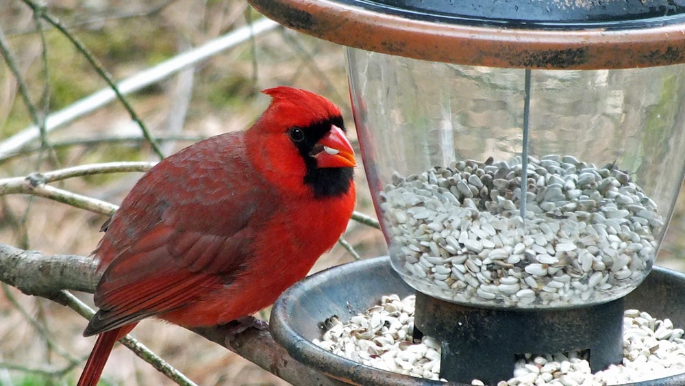 red cardinal perched on gray metal container