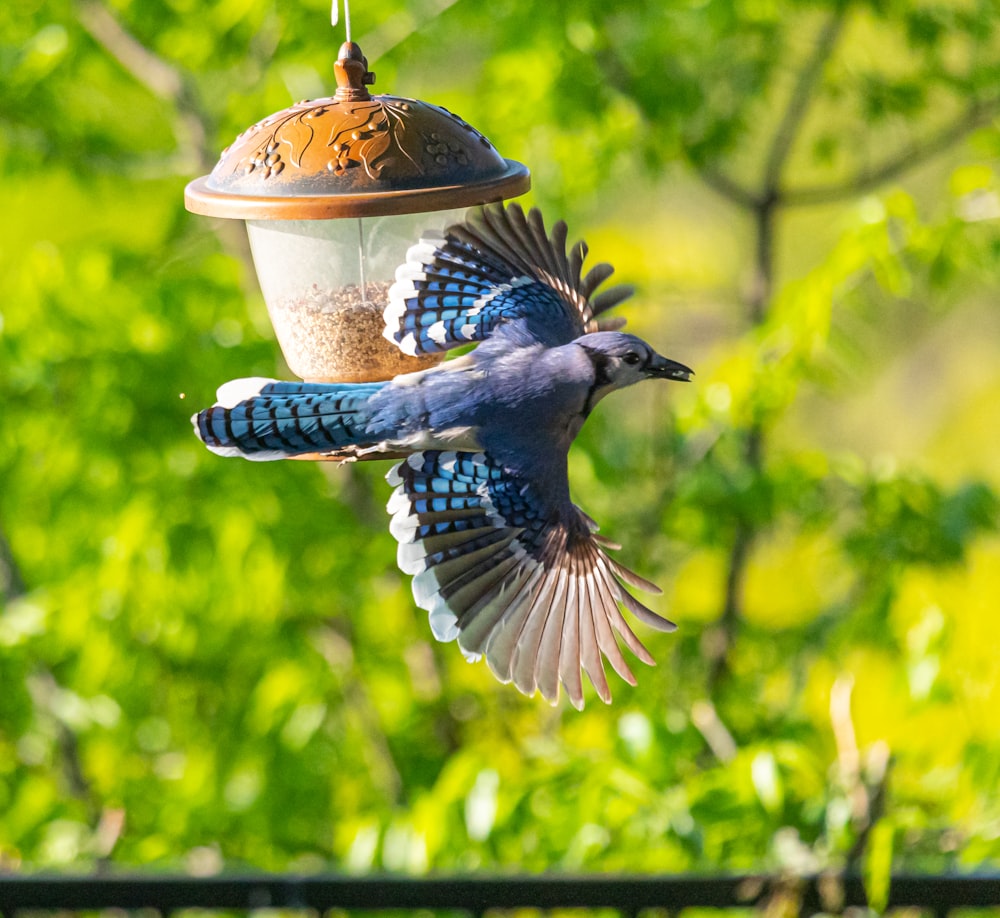 茶色の木の鉢に青と茶色の鳥