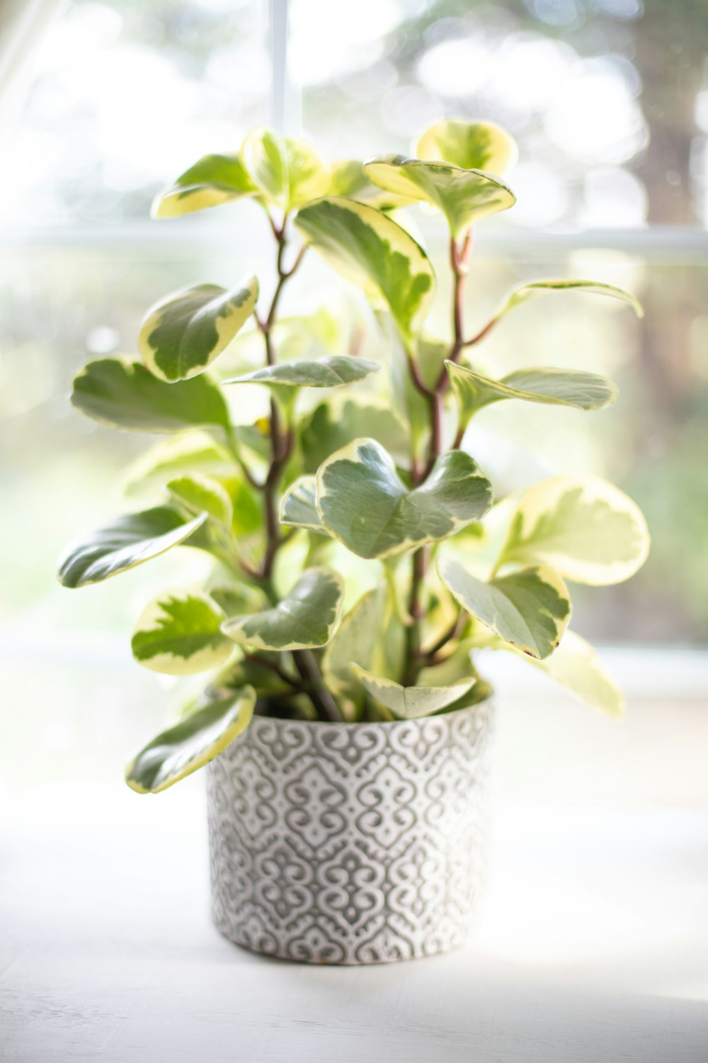 planta verde no vaso cerâmico branco e azul