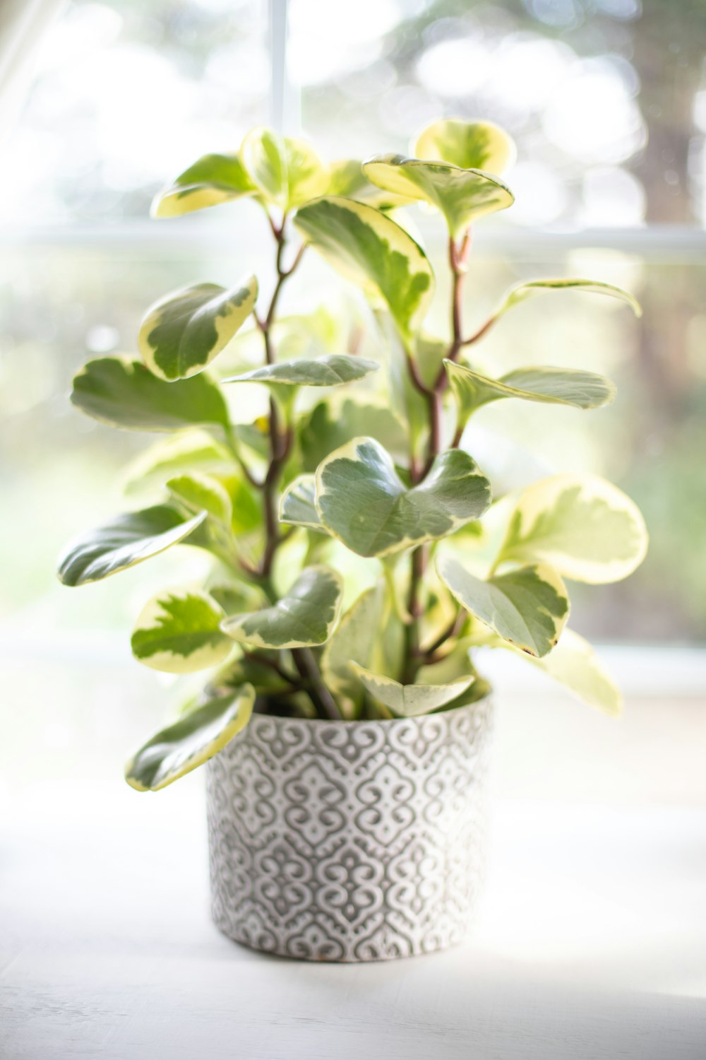 green plant in white and blue ceramic vase