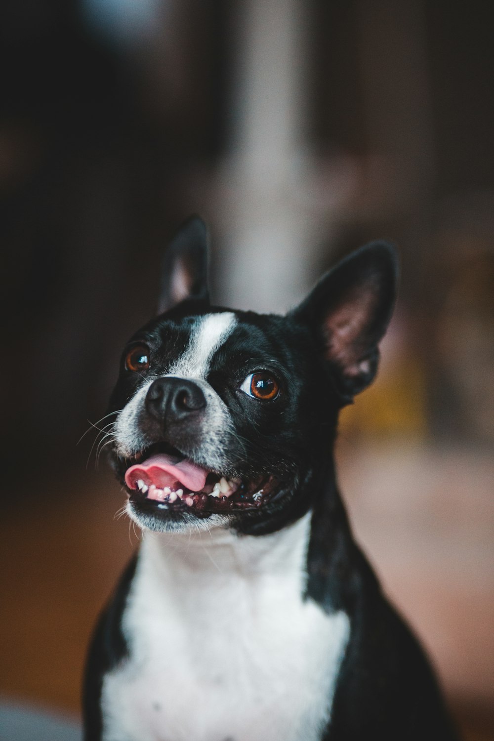 black and white short coated dog