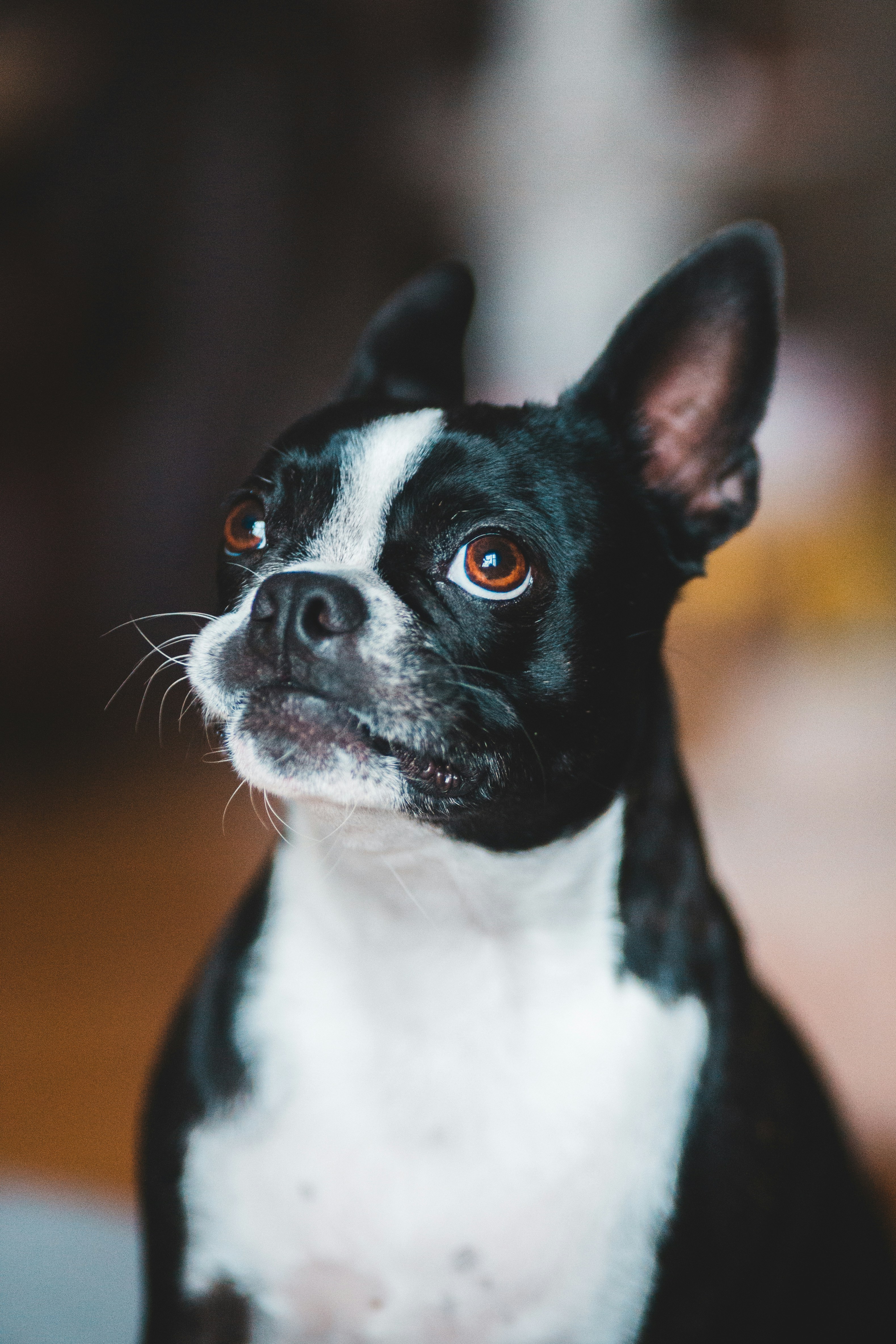 Boston Terrier blanco y negro foto – Imagen de Animal gratuita en Unsplash, image size:3000x4500