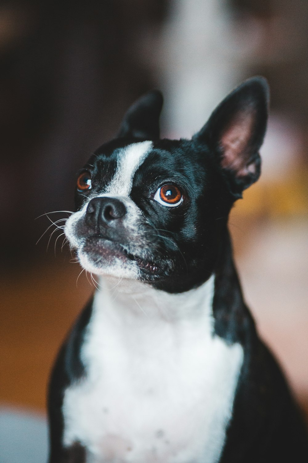 black and white boston terrier