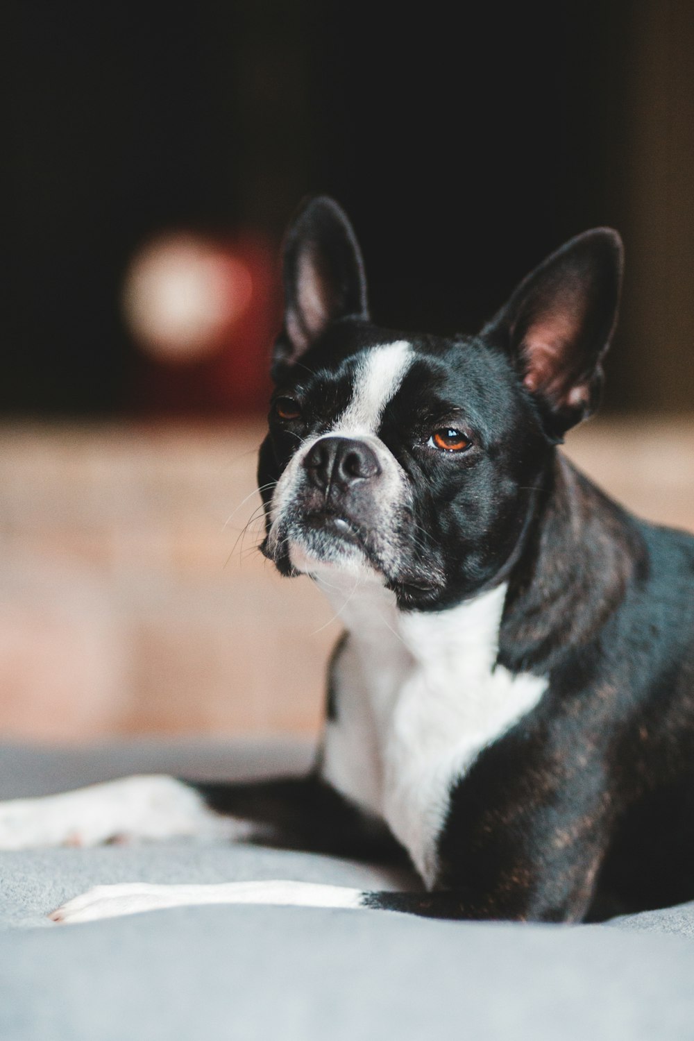 black and white short coated dog