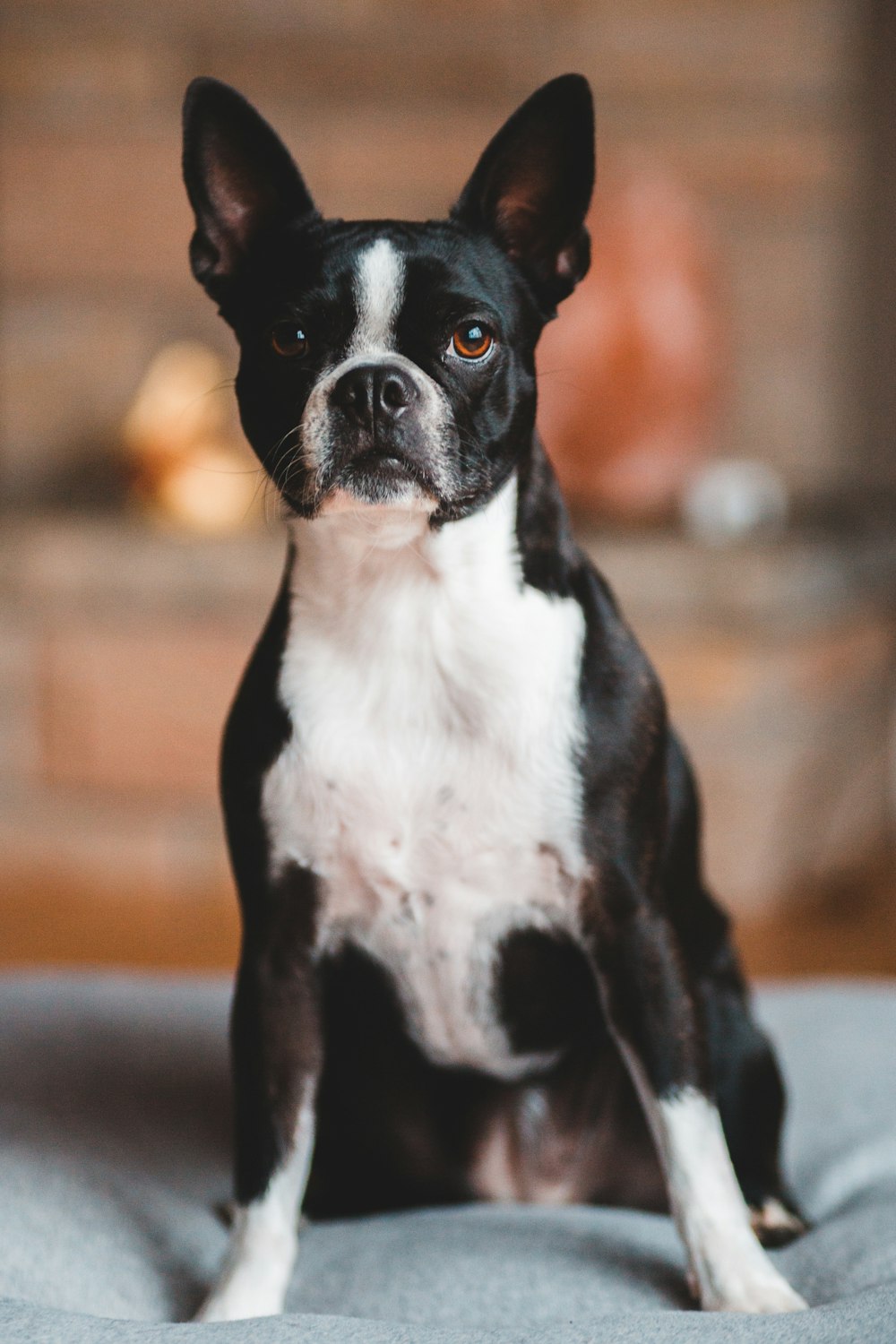 black and white boston terrier