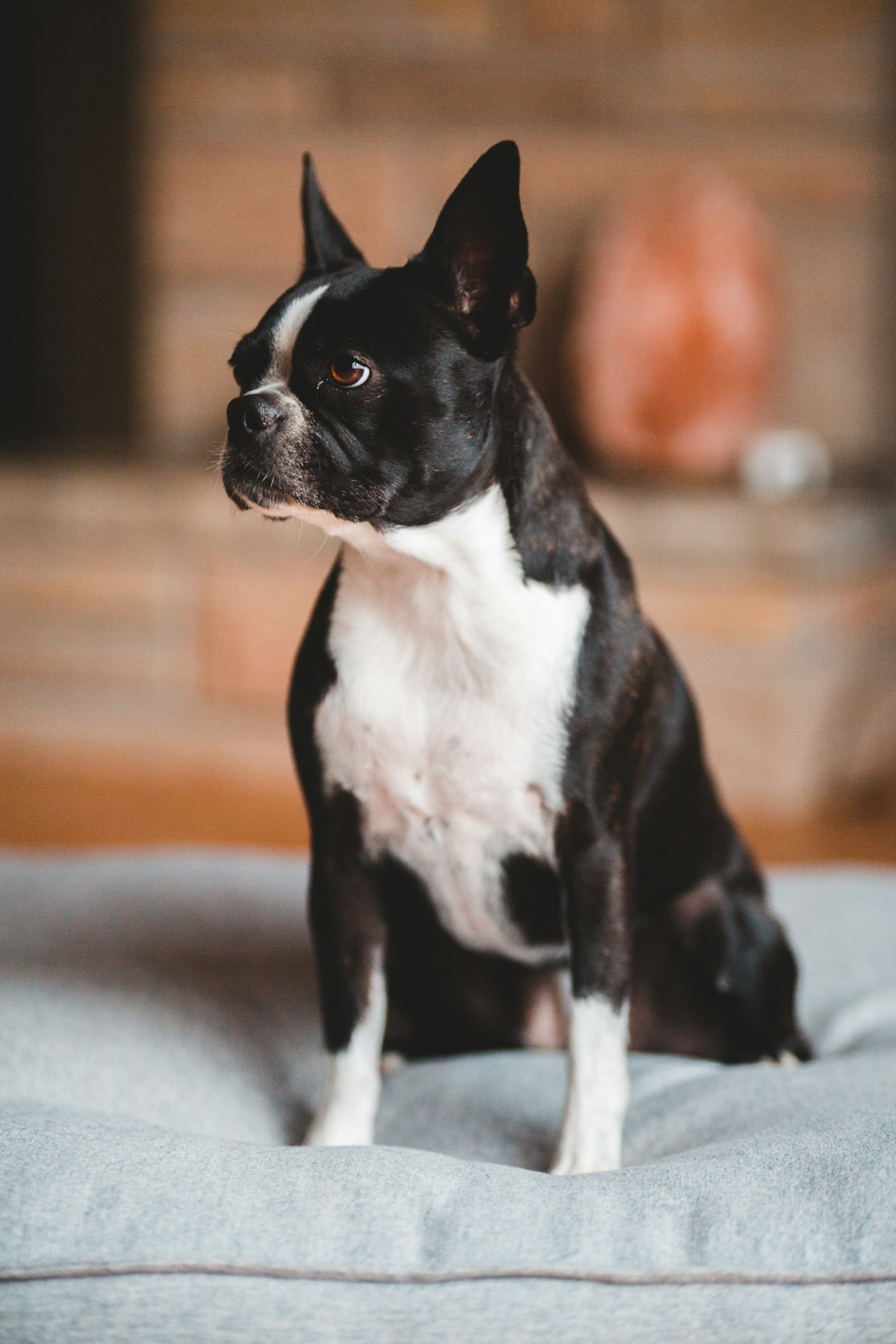 black and white boston terrier puppy