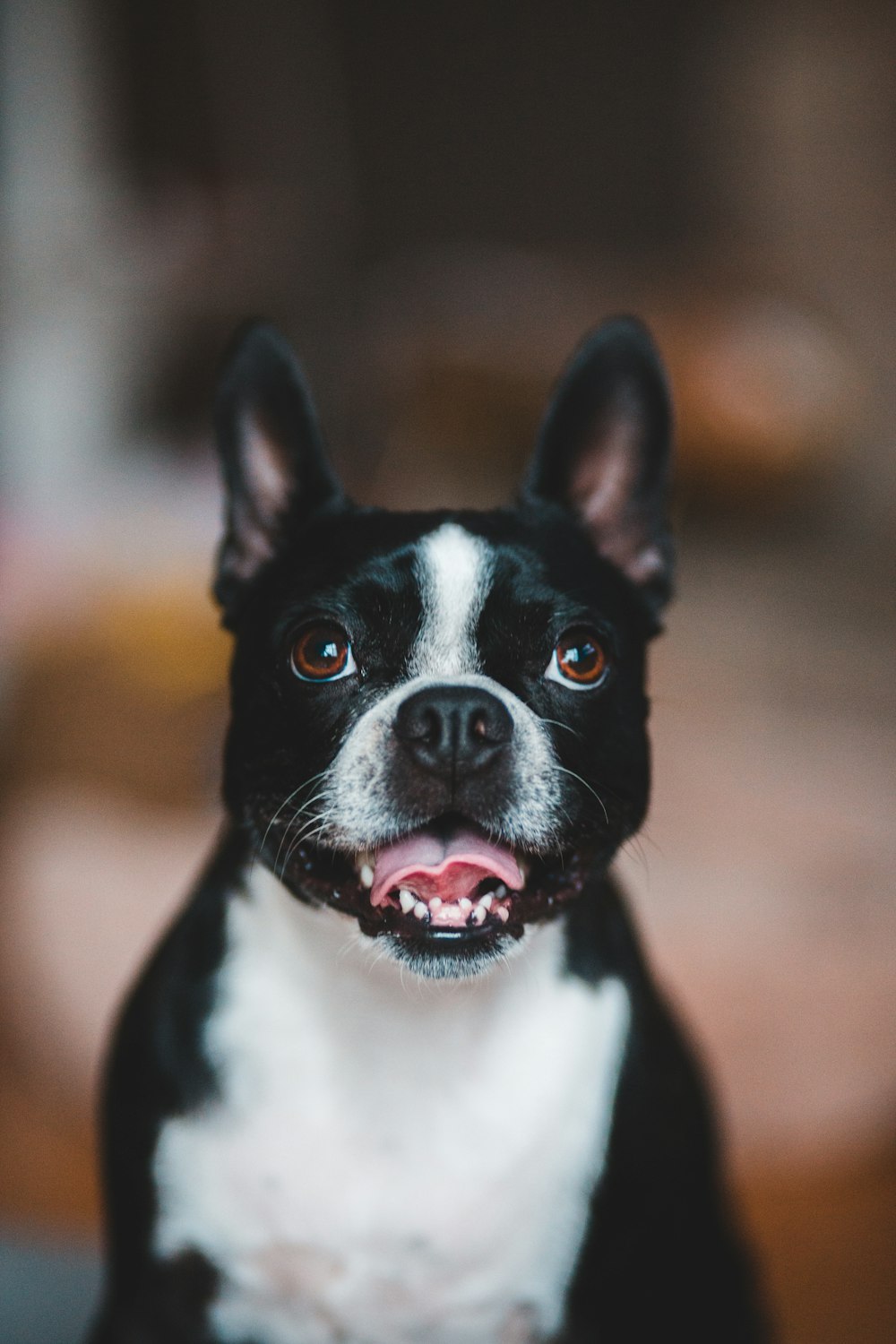 Schwarz-Weißer Boston Terrier