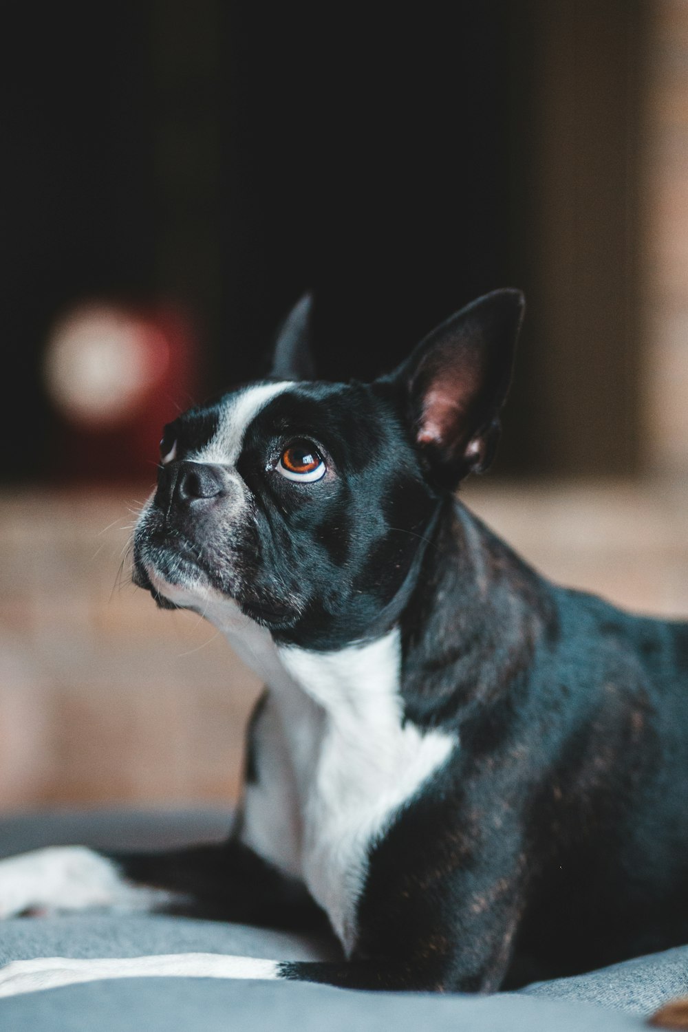 black and white short coated dog