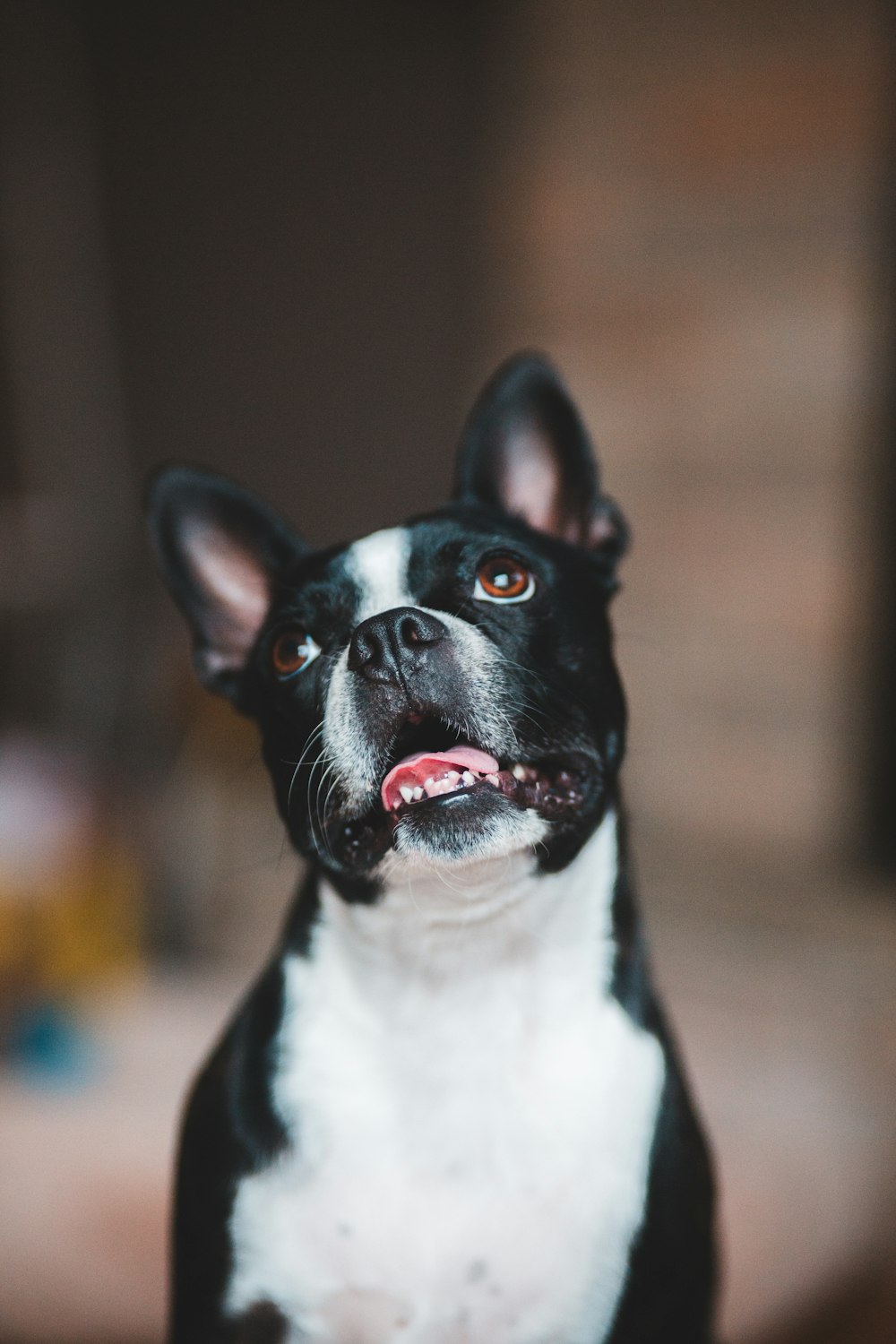 schwarz-weißer Hund mit kurzem Mantel