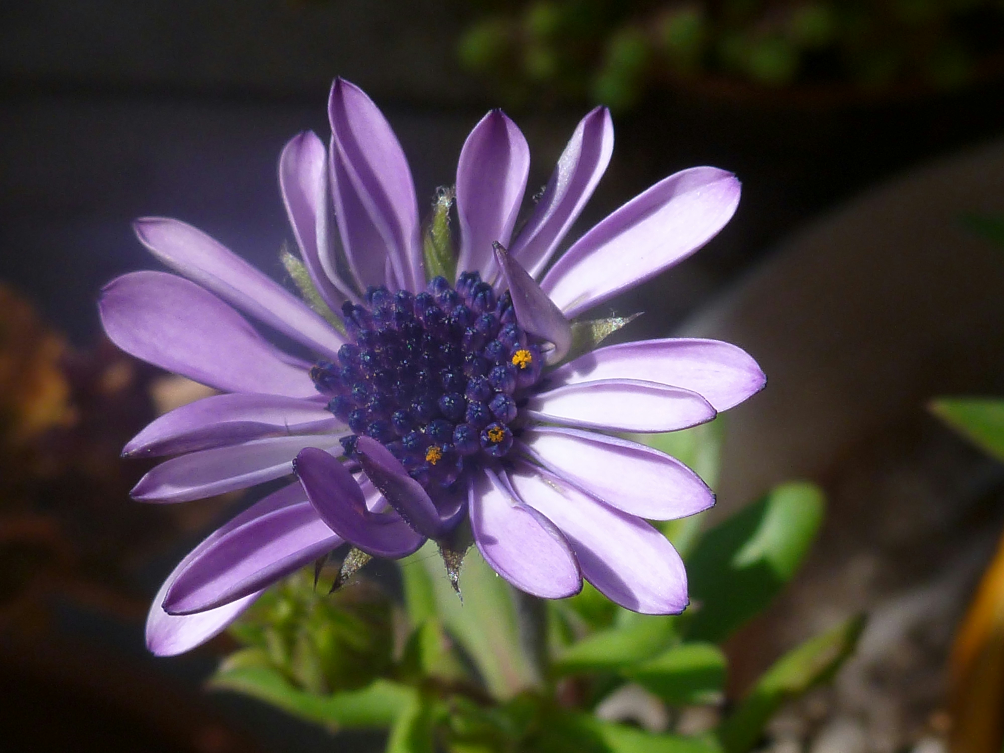 Macro photograph of a purple Osteospermum flower with a dark central disk and lilac petals, set against a softly blurred garden background.
