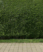 Close-up of neatly trimmed hedges lining a residential walkway.