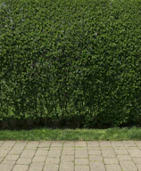Gardener trimming a lush green hedge in a well-kept backyard.