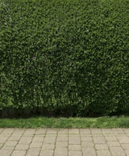A dense, well-trimmed hedge with lush green leaves lines the back of a stone-paved walkway. The hedge is neatly maintained and stands behind a strip of grass that separates it from the walkway.