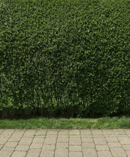 A dense, well-trimmed hedge with lush green leaves lines the back of a stone-paved walkway. The hedge is neatly maintained and stands behind a strip of grass that separates it from the walkway.