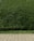 A dense, well-trimmed hedge with lush green leaves lines the back of a stone-paved walkway. The hedge is neatly maintained and stands behind a strip of grass that separates it from the walkway.
