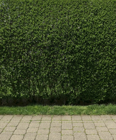 A dense, well-trimmed hedge with lush green leaves lines the back of a stone-paved walkway. The hedge is neatly maintained and stands behind a strip of grass that separates it from the walkway.