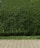 A dense, well-trimmed hedge with lush green leaves lines the back of a stone-paved walkway. The hedge is neatly maintained and stands behind a strip of grass that separates it from the walkway.