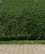 A dense, well-trimmed hedge with lush green leaves lines the back of a stone-paved walkway. The hedge is neatly maintained and stands behind a strip of grass that separates it from the walkway.