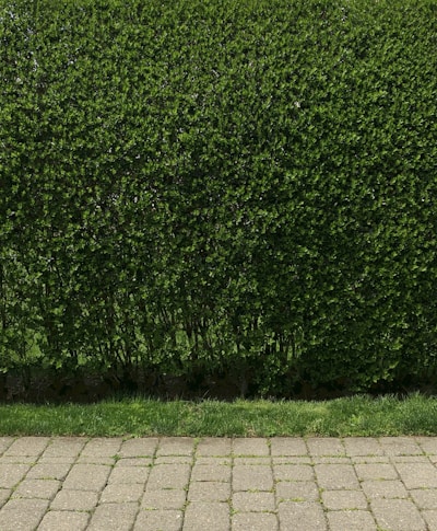 A dense, well-trimmed hedge with lush green leaves lines the back of a stone-paved walkway. The hedge is neatly maintained and stands behind a strip of grass that separates it from the walkway.