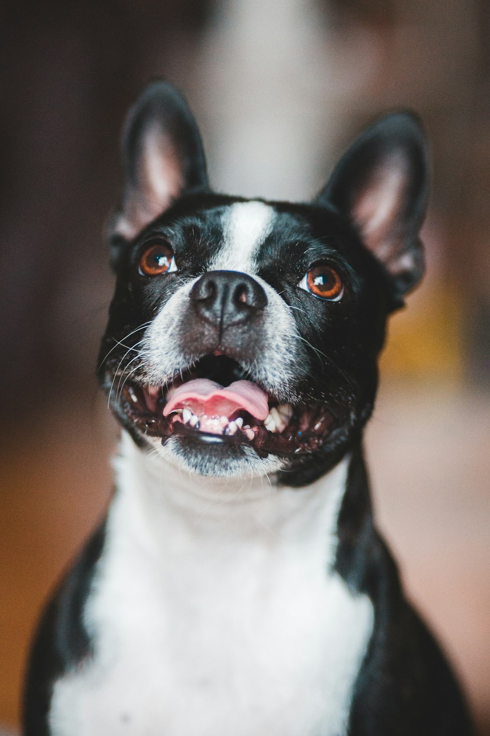 black and white short coated dog