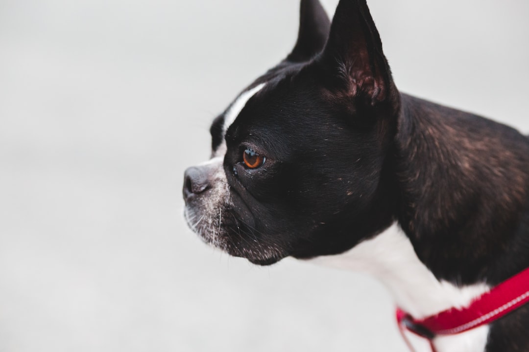 black and white boston terrier