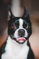 A close-up of a Boston Terrier tilting its head curiously, with expressive eyes and perky ears.