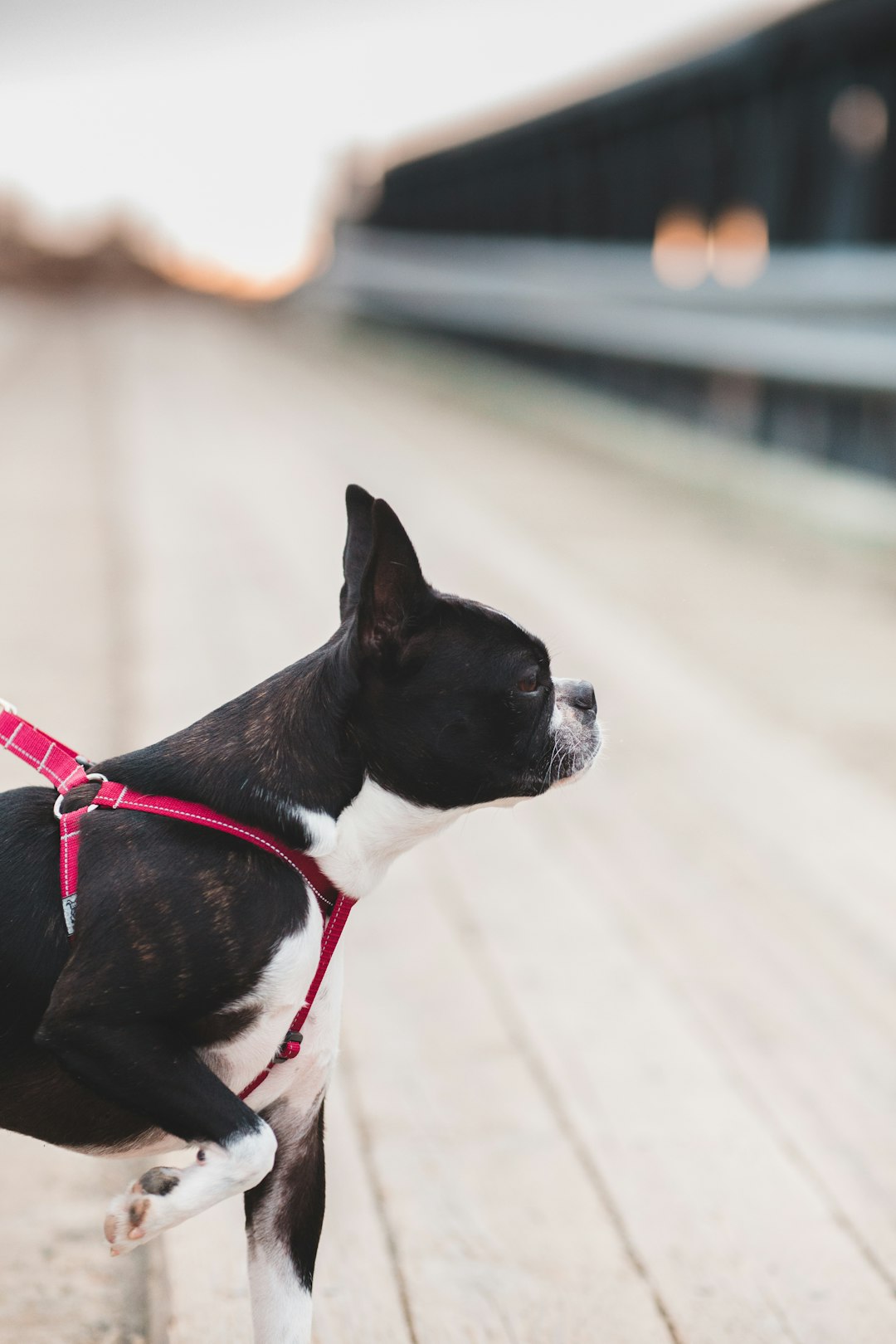 black and white french bulldog with red leash