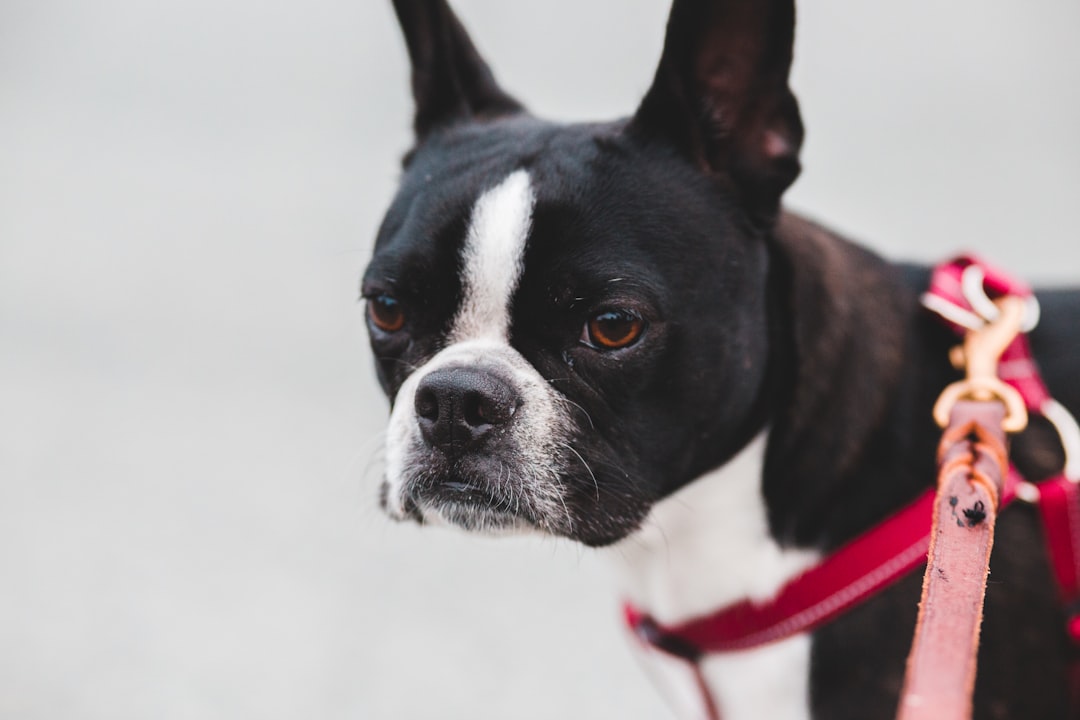 black and white short coated dog