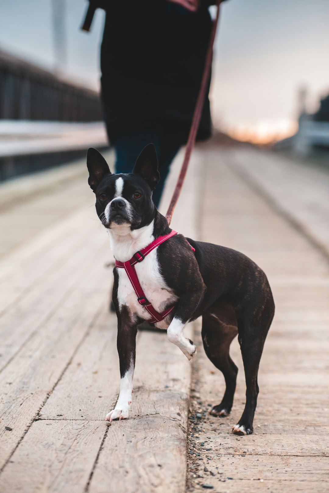 black and white boston terrier on road during daytime