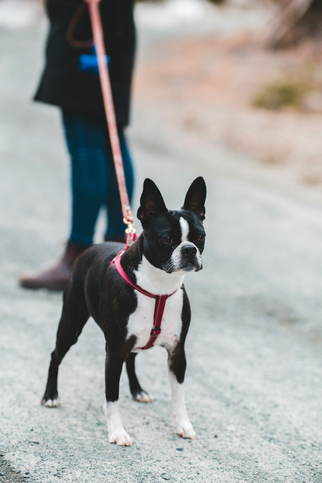 black and white short coated dog on gray concrete floor during daytime