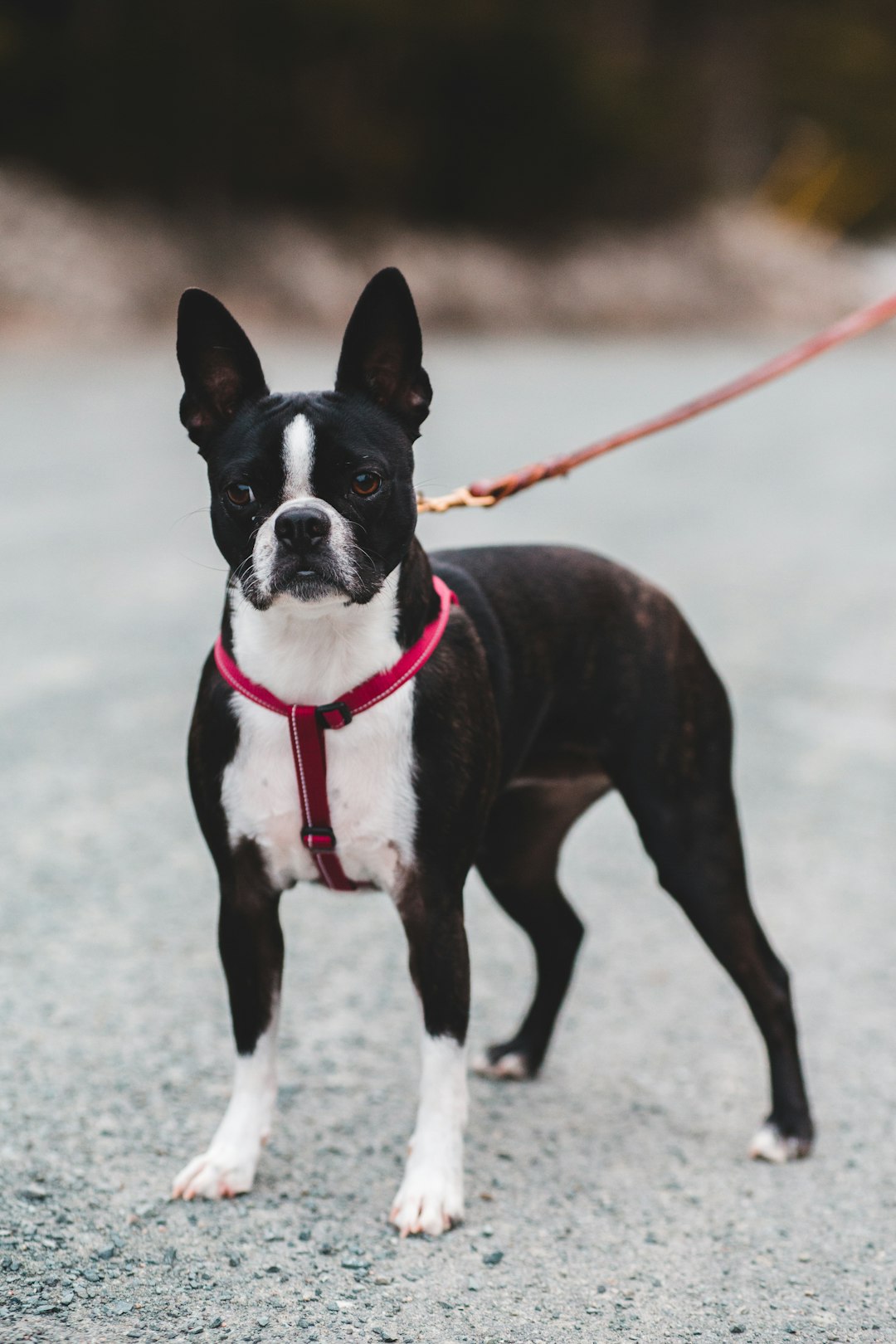 black and white short coated dog on gray concrete floor during daytime