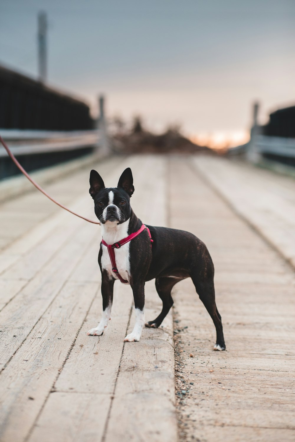 black and white boston terrier on brown wooden dock during daytime