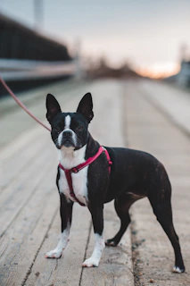 black and white short coated dog on brown wooden floor during daytime