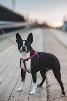 black and white short coated dog on brown wooden floor during daytime