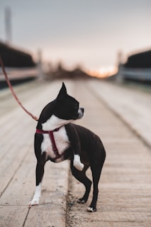 A black and white Boston Terrier with a red harness is standing on a wooden boardwalk. The dog is looking to the side, and the background is blurred, indicating an outdoor setting with muted colors at dusk.