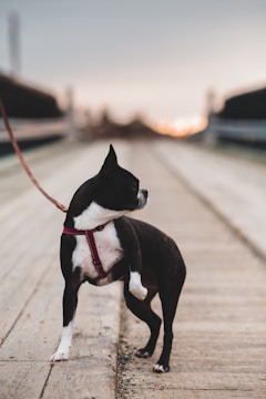 A black and white Boston Terrier with a red harness is standing on a wooden boardwalk. The dog is looking to the side, and the background is blurred, indicating an outdoor setting with muted colors at dusk.