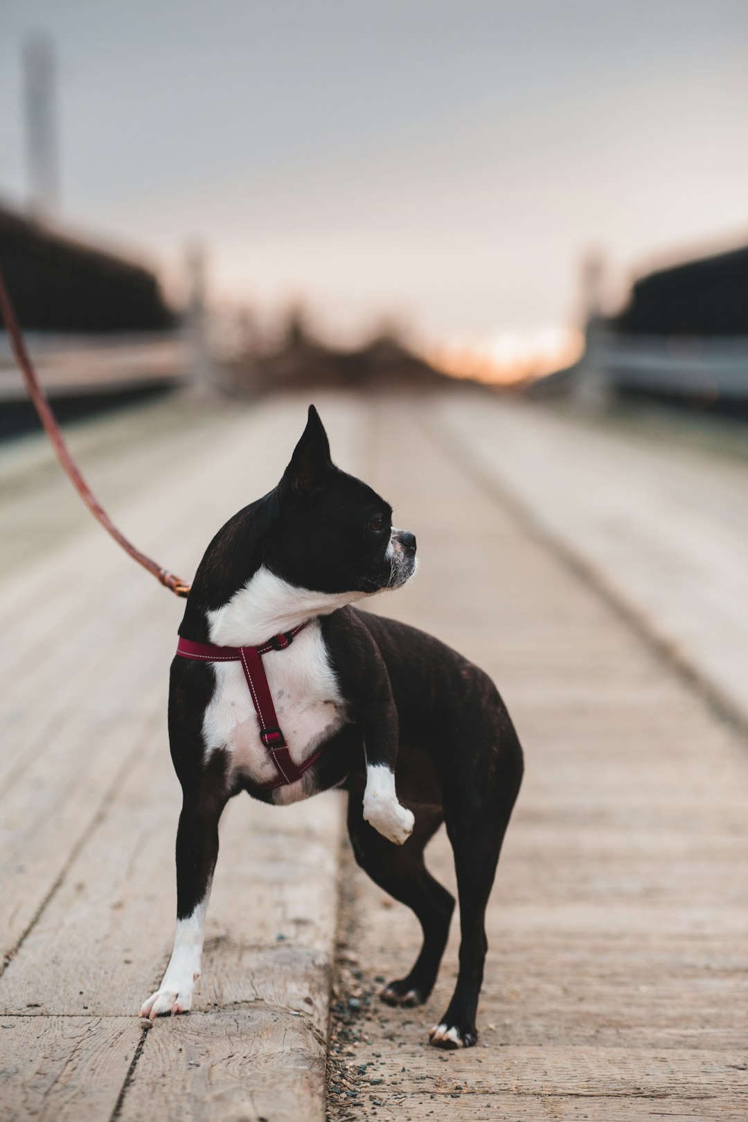 black and white boston terrier on road during daytime